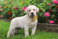 Buster, a male Labrador Retriever for sale in Dundee, OH – 6 of 10