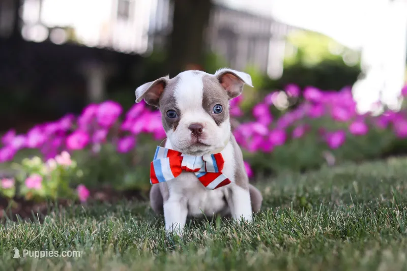 Bingo – Boston Terrier puppy for sale in Dundee, OH
