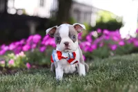 Bingo, a male Boston Terrier for sale in Dundee, OH – 1 of 8