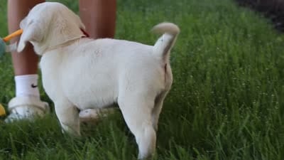 Stormy, a male Labrador Retriever for sale in Dundee, OH – 10 of 10