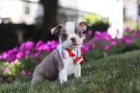 Bingo, a male Boston Terrier for sale in Dundee, OH – 3 of 8