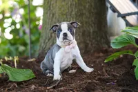 Mea, a female Boston Terrier for sale in Dundee, OH – 7 of 8