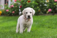 Barbie, a female Labrador Retriever for sale in Dundee, OH – 4 of 8