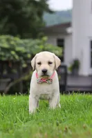 Betsy, a female Labrador Retriever for sale in Dundee, OH – 6 of 7
