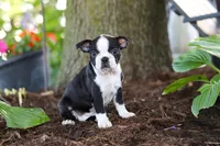 Missy, a female Boston Terrier for sale in Dundee, OH – 4 of 6