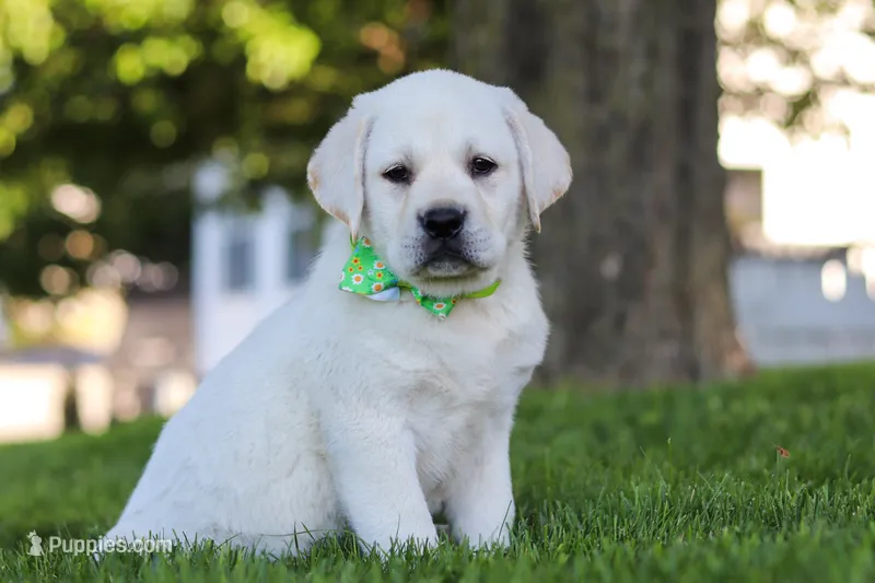 Bernie – Labrador Retriever puppy for sale in Dundee, OH