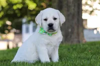 Bernie, a male Labrador Retriever for sale in Dundee, OH – 1 of 8