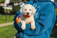 Stormy, a male Labrador Retriever for sale in Dundee, OH – 6 of 10