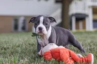 Bennie, a male Boston Terrier for sale in Dundee, OH – 4 of 10