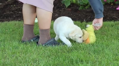 Kerri, a female Labrador Retriever for sale in Dundee, OH – 10 of 10