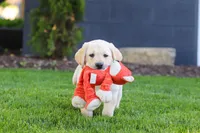 Buster, a male Labrador Retriever for sale in Dundee, OH – 8 of 10