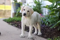 Betsy, a female Labrador Retriever for sale in Dundee, OH – 5 of 6