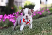 Bingo, a male Boston Terrier for sale in Dundee, OH – 2 of 8
