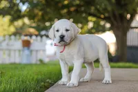 Sherry, a female Labrador Retriever for sale in Dundee, OH – 4 of 8
