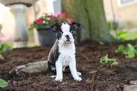 Maverick, a male Boston Terrier for sale in Dundee, OH – 3 of 9