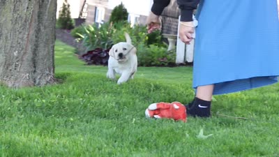 Bert, a male Labrador Retriever for sale in Dundee, OH – 7 of 7