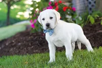 Kurt, a male Labrador Retriever for sale in Dundee, OH – 4 of 10