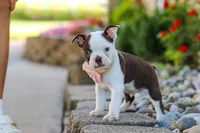 Sammy, a female Boston Terrier for sale in Dundee, OH – 8 of 10