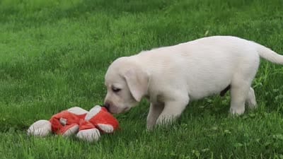 Bennie, a male Labrador Retriever for sale in Dundee, OH – 7 of 7