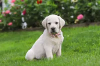 Barbie, a female Labrador Retriever for sale in Dundee, OH – 6 of 8