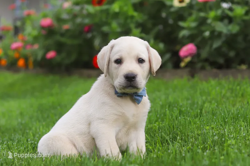 Bennie – Labrador Retriever puppy for sale in Dundee, OH