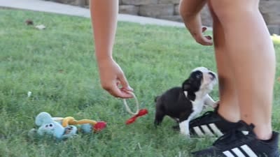 Maverick, a male Boston Terrier for sale in Dundee, OH – 9 of 9