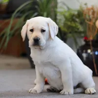 Bela, a female Labrador Retriever for sale in Dundee, OH – Photo 2 of 5