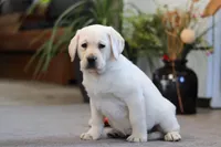 Bela, a female Labrador Retriever for sale in Dundee, OH – Photo 2 of 5