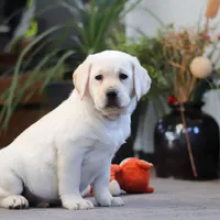 Bela, a female Labrador Retriever for sale in Dundee, OH – Photo 5 of 5