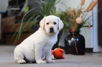 Bela, a female Labrador Retriever for sale in Dundee, OH – Photo 5 of 5