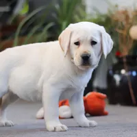 Bela, a female Labrador Retriever for sale in Dundee, OH – Photo 4 of 5