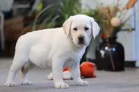 Bela, a female Labrador Retriever for sale in Dundee, OH – Photo 4 of 5