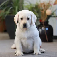 Bela, a female Labrador Retriever for sale in Dundee, OH – Photo 1 of 5