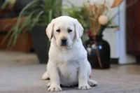 Bela, a female Labrador Retriever for sale in Dundee, OH – Photo 1 of 5