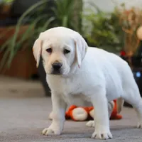 Bela, a female Labrador Retriever for sale in Dundee, OH – Photo 3 of 5