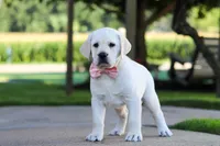 Kathy, a female Labrador Retriever for sale in Dundee, OH – 6 of 10