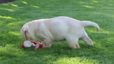 Buster, a male Labrador Retriever for sale in Dundee, OH – 10 of 10