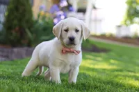 Bela, a female Labrador Retriever for sale in Dundee, OH – 3 of 8