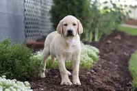 Bela, a female Labrador Retriever for sale in Dundee, OH – 3 of 5