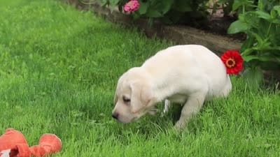 Bobby, a male Labrador Retriever for sale in Dundee, OH – 7 of 7