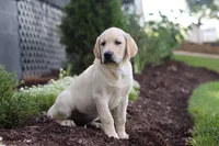 Bela, a female Labrador Retriever for sale in Dundee, OH – 4 of 5