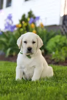 Barney, a male Labrador Retriever for sale in Dundee, OH – 6 of 6