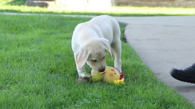 Betsy, a female Labrador Retriever for sale in Dundee, OH – 6 of 6