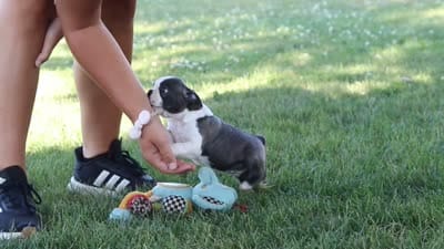 Mea, a female Boston Terrier for sale in Dundee, OH – 8 of 8