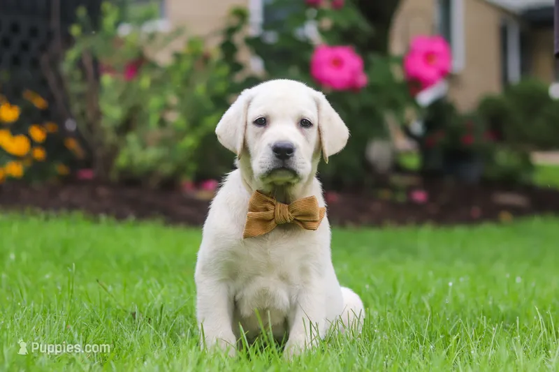 Bernie – Labrador Retriever puppy for sale in Dundee, OH
