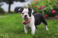 Sherry, a female Boston Terrier for sale in Dundee, OH – 5 of 6
