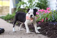 Sherry, a female Boston Terrier for sale in Dundee, OH – 2 of 6