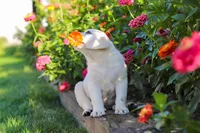 Stormy, a male Labrador Retriever for sale in Dundee, OH – 5 of 10