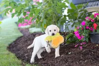 Kathy, a female Labrador Retriever for sale in Dundee, OH – 8 of 10