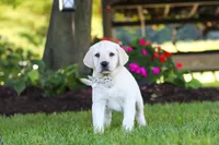 Kerri, a female Labrador Retriever for sale in Dundee, OH – 9 of 10